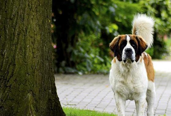 如何正确饲养圣伯纳犬？（掌握圣伯纳犬的特点与需求，打造健康快乐的犬只生活）