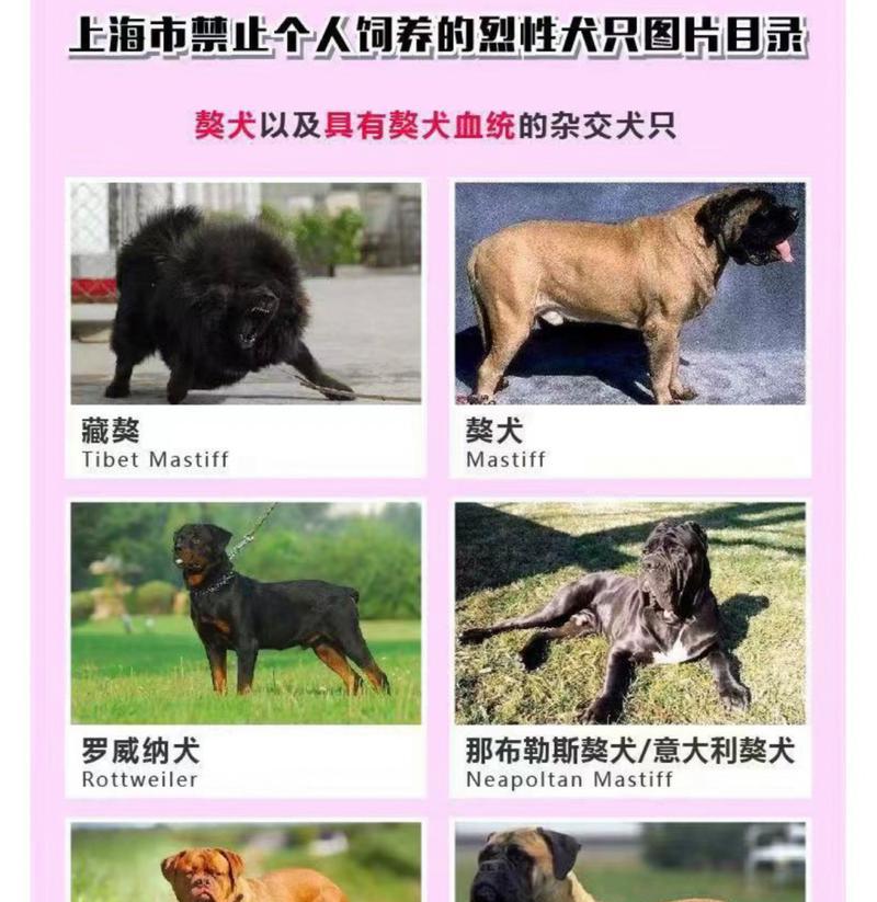 比利时坦比连犬饲养指南（了解比利时坦比连犬的性格与特点，全面了解其饲养方法）