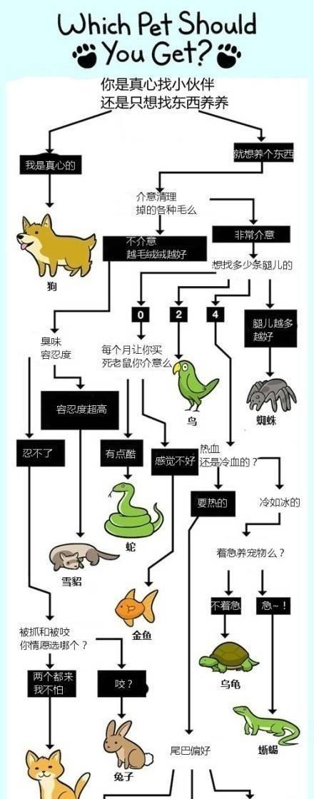 南美蛇颈龟的全面饲养指南