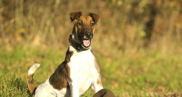 英国猎狐犬的饲养方法（掌握这些关键点，让你的猎狐犬健康成长）