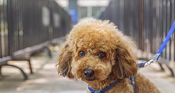 泰迪犬饲养全指南（如何给泰迪犬提供最佳护理，让它们健康快乐？）