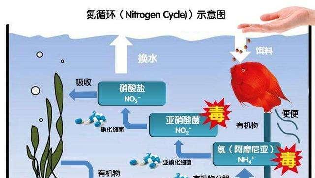 银鲨的饲养方法详解（打造专业的宠物养殖方式，让宠物活得更健康）