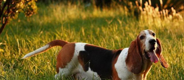 如何科学饲养巴吉度猎犬（巴吉度猎犬的特点和饲养技巧）