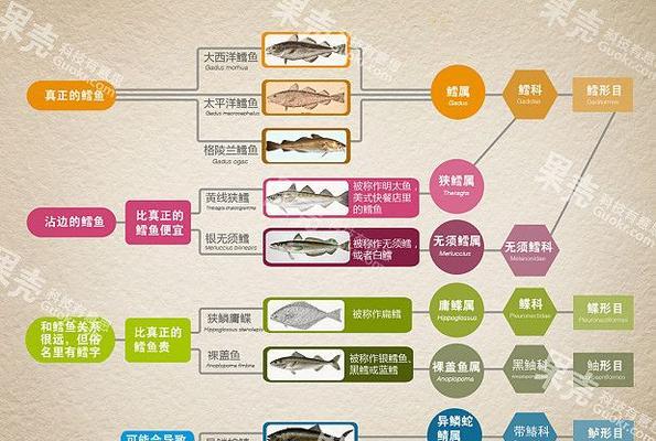 玳瑁西部赫曼陆龟饲养指南（了解这些知识，让你成为赫曼陆龟的好主人）