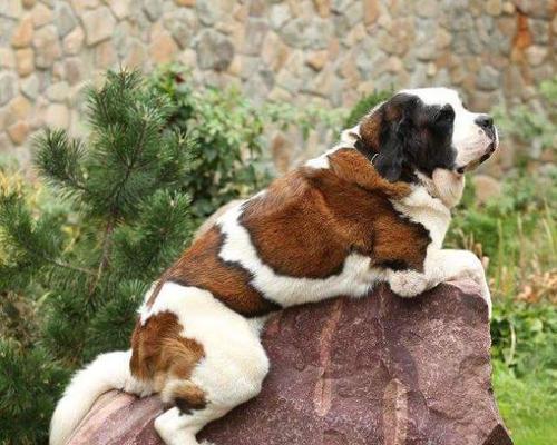 圣伯纳犬饲养指南（宠物犬品种介绍及养护技巧）