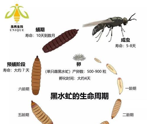 如何科学饲养虎鲶（打造温馨宠物家庭，让虎鲶健康成长）