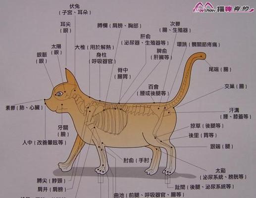 斯芬克斯猫的饲养指南（打造舒适健康的猫咪生活，一起来学习吧！）