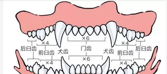 如何科学饲养墨西哥火脚？（宠物爱好者必看！）