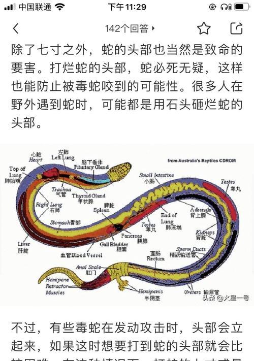 南美蛇颈龟的饲养方法（打造舒适的家园，健康快乐成长）