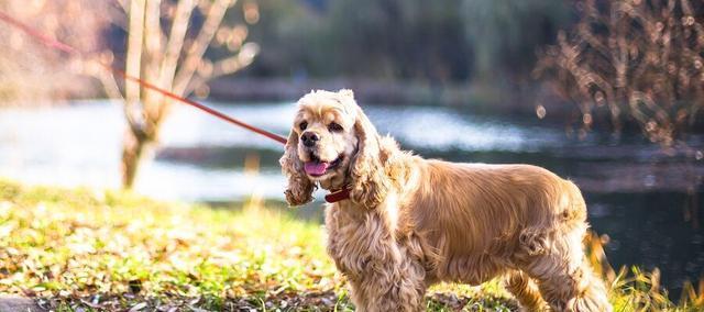 详解哈利犬的饲养方法（让你的哈利犬健康快乐成长）