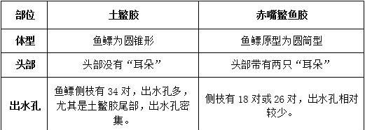 牛头鲷的饲养方法——成为一位合格的养鱼人