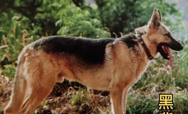 养犬达人必看，如何科学饲养中国昆明犬（中国昆明犬的特点与饲养技巧，让你成为昆明犬专家）