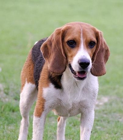 哈利犬的饲养方法（宠爱你的哈利犬，让它健康快乐成长）