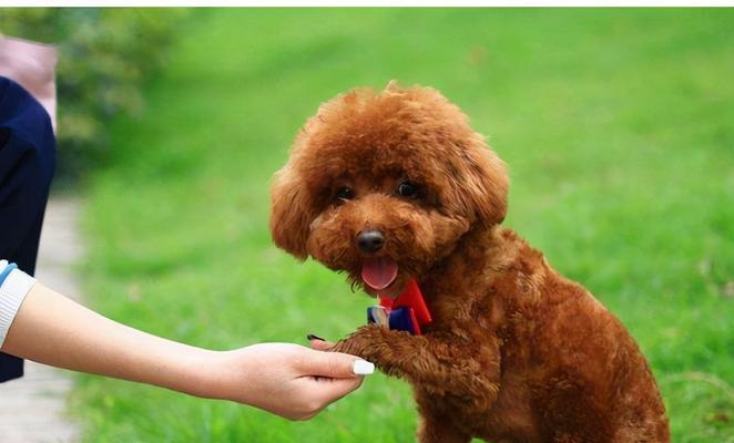 泰迪犬的饲养指南（了解泰迪犬，成为贴心饲主）