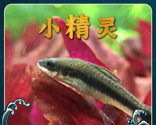 小精灵鱼的饲养方法（打造健康活泼的水族箱环境）