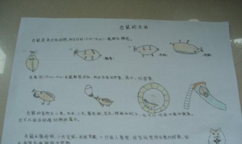 如何正确饲养复齿鼯鼠（科学饲养，健康成长）