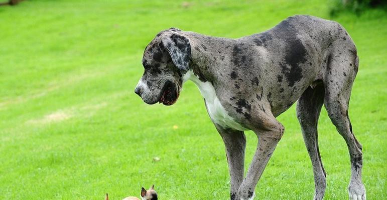 如何科学养护大丹犬？（以健康、幸福为目标，让你的大丹犬拥有更好的生活）