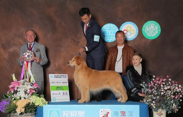 金毛犬参展标准详解（以宠物为主，让金毛“参展”更加优秀）