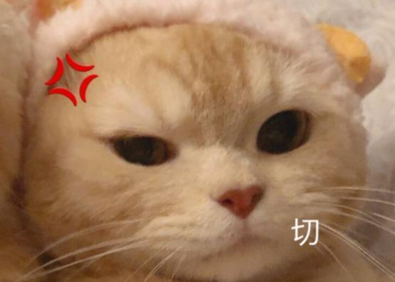 为什么猫咪会生气一直叫？（探究猫咪的情绪变化以及如何应对）