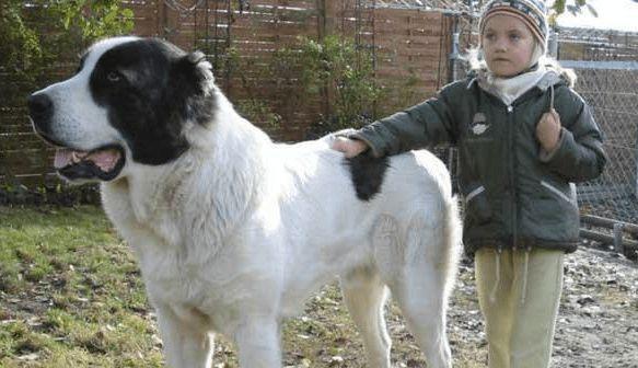 高加索犬的饲养方法（了解高加索犬的特点和饲养技巧，让你的宠物健康成长）