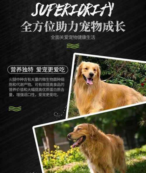 如何训练金毛成为优秀宠物犬（进度与奖励的重要性）