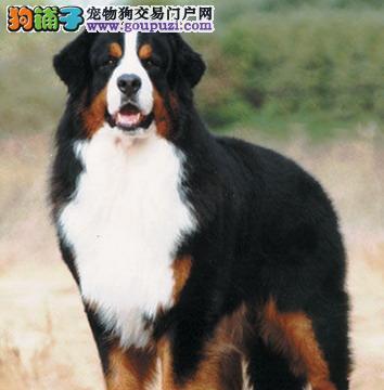 以伯恩山犬的寿命及健康知识（了解你的宠物以伯恩山犬，让它健康长寿！）