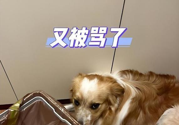 如何培养狗狗不讨要食物的好习惯（以宠物为主，让爱犬远离贪吃的陷阱）