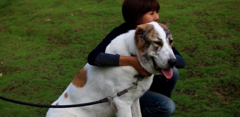 了解和饲养俄罗斯南部牧羊犬（如何成为一位优秀的主人）