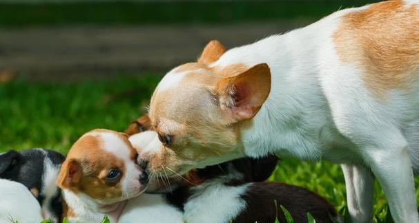 如何选择适合你的犬类宠物？（从饲养与护理的角度看待犬类宠物）