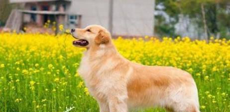 如何为你的金毛犬提供健康饮食（金毛犬的饮食需求及最佳饮食选择）