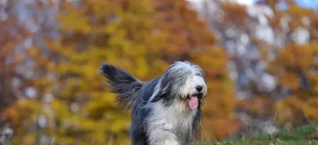 古代长须牧羊犬的饲养全攻略（从培训到饮食，一切你需要了解的关键点）