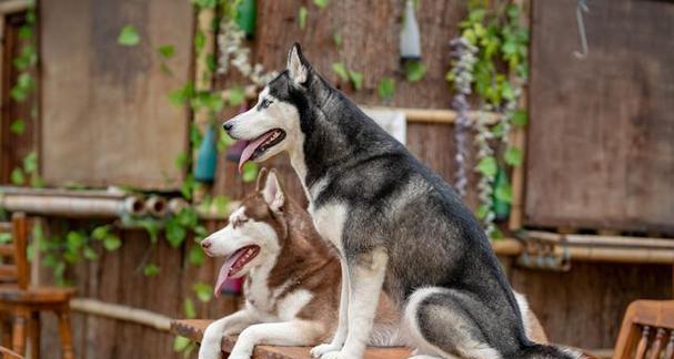 十招识犬病，守护宠物健康（如何保护爱宠，以十看就知犬病）