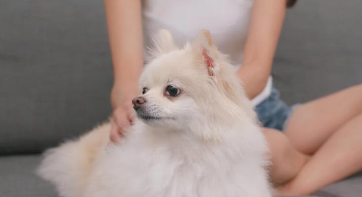 宠物博美食欲下降的解决方法（如何帮助博美恢复正常的饮食习惯）