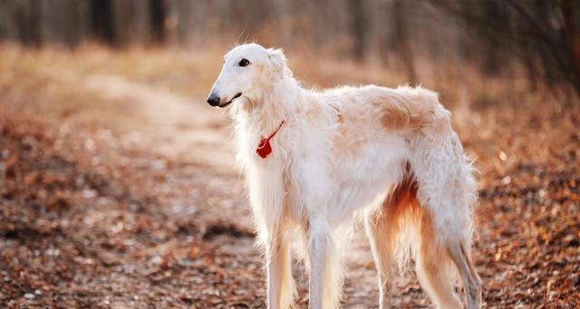 如何养护苏俄猎狼犬？（以宠物为主，打造健康的生活伴侣）