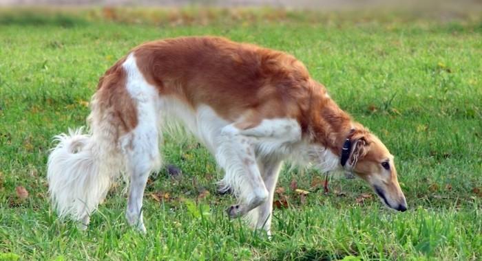 苏俄猎狼犬的饲养全攻略（养只苏犬，陪你走遍天涯）