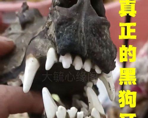 宠物犬牙齿保养指南（如何让你的犬牙齿更健康）