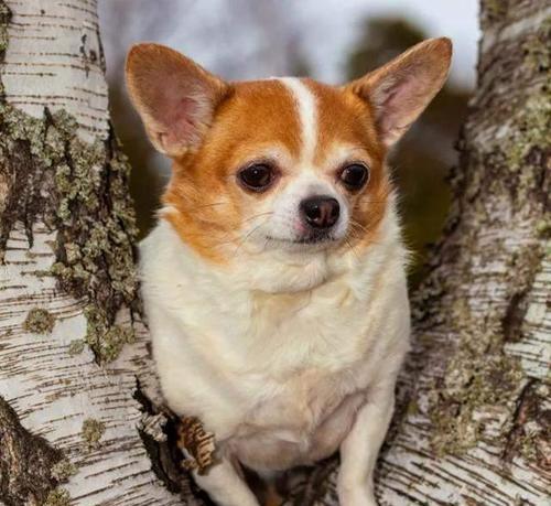 吉娃娃犬肥胖的原因（从饮食和运动两方面分析肥胖犬的问题）