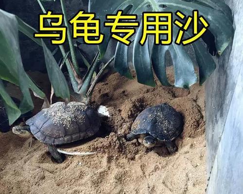 如何正确饲养欧洲陆龟（以欧洲陆龟的饲养方法为主题，让你成为合格的龟爸/妈）