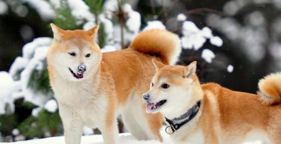 秋田犬的性格特征（探究秋田犬的个性、行为和习惯）