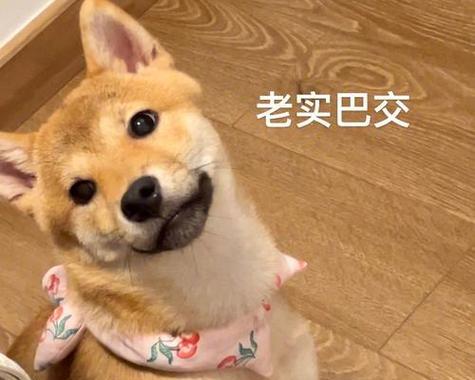 以卷毛寻回幼犬喂养小常识（打造健康快乐的宠物生活）