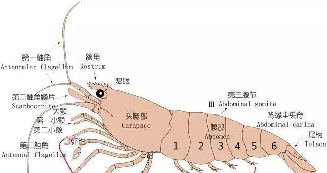 长耳跳鼠饲养指南（如何培养快乐的宠物生活？）