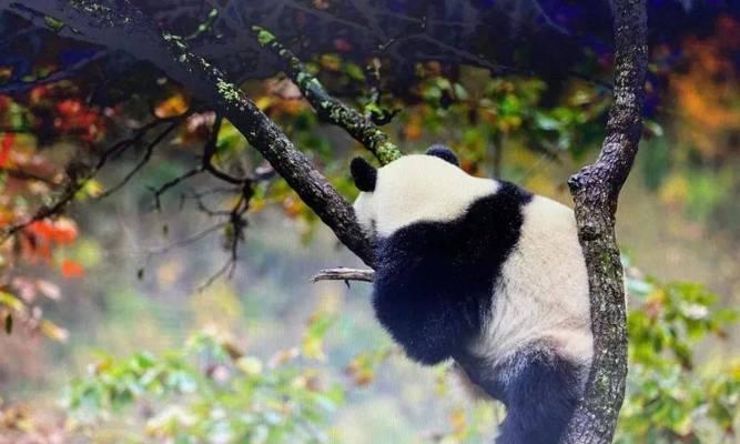 熊猫蝶饲养指南（如何在家中饲养这种美丽的蝴蝶？）