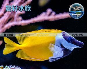 红海骑士的饲养全指南（了解红海骑士，让你的水族箱更加精彩）