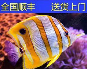 霞蝶鱼的饲养方法（打造高品质水族馆，让霞蝶鱼闪耀你的家庭）