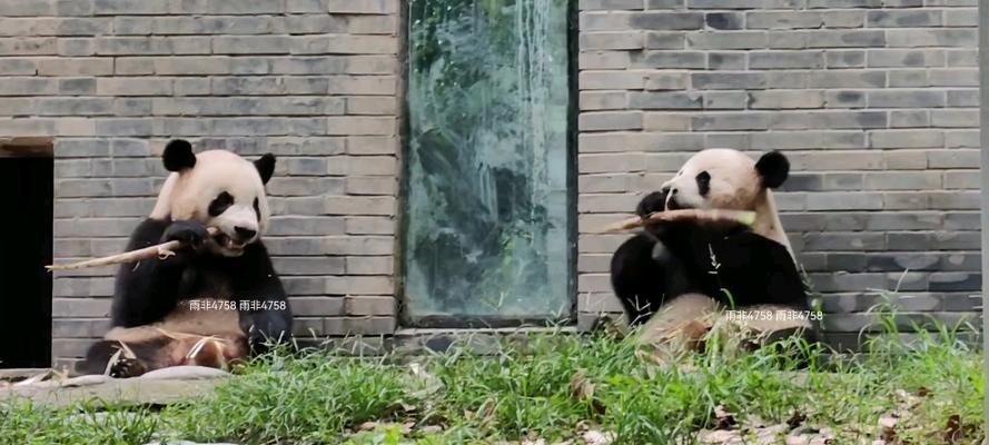 如何饲养熊猫蝶——打造舒适的宠物家园（从环境、饮食、注意事项三方面入手，打造最舒适的宠物家园）