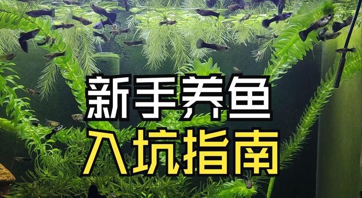 清道夫饲养指南（培养健康、忠诚、勇敢的环卫小能手）