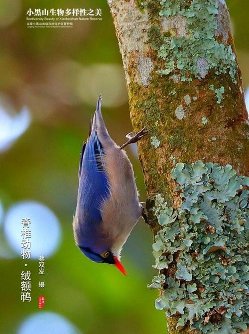 黄足松鼠的饲养方法（打造温馨家庭的小型宠物）