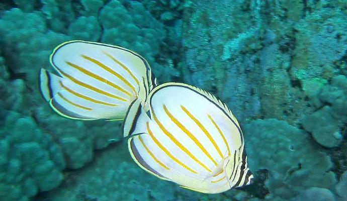 斜纹蝴蝶鱼的饲养方法（打造一个健康、漂亮的家庭水族箱）