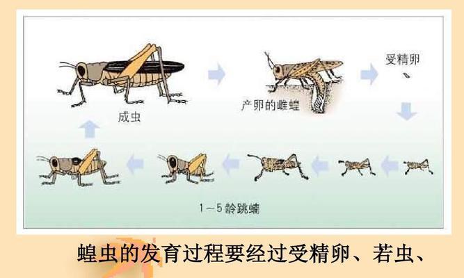 英国银兔的饲养方法（宠物兔的生活需求及日常护理）