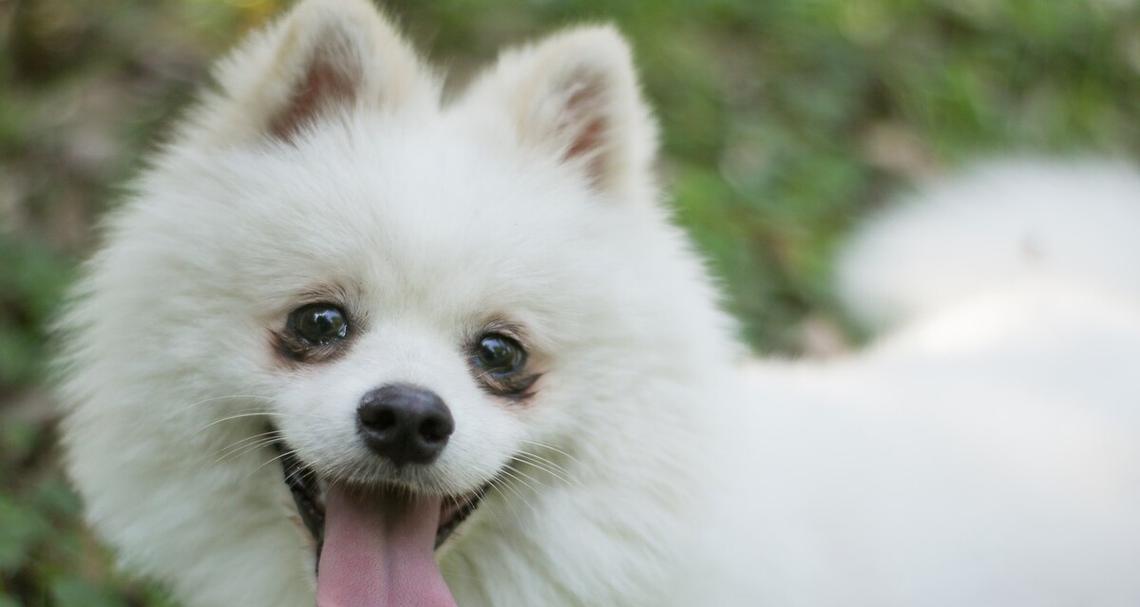 银狐犬的饲养全指南（让你的宠物成为你的最佳伙伴）